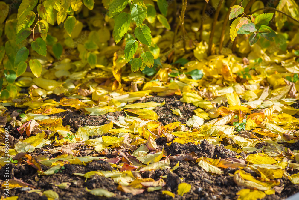 Fallen yellow leaves of Spirea lie on ground. Fallen yellow leaves of Spirea lie on ground.