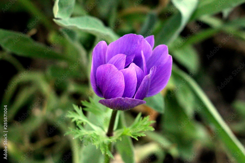 Violet Anemone perennial plant with partially open petals planted in local urban garden surrounded with leaves and other plants on warm sunny spring day Violet Anemone perennial plant with partially open petals planted in local urban garden surrounded with leaves and other plants on warm sunny spring day