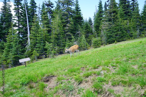 Beautiful deer in mountains in Olympic National Park in summer in Washington, near Seattle