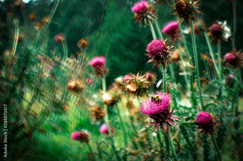 flowers in the garden