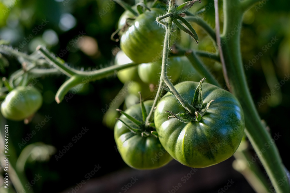 Bunch of green tomatoes at farm Bunch of green tomatoes at farm