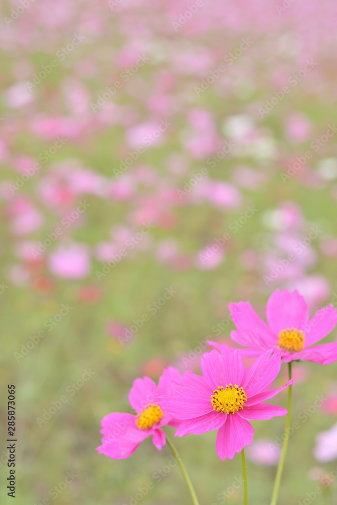 コスモス　花畑
