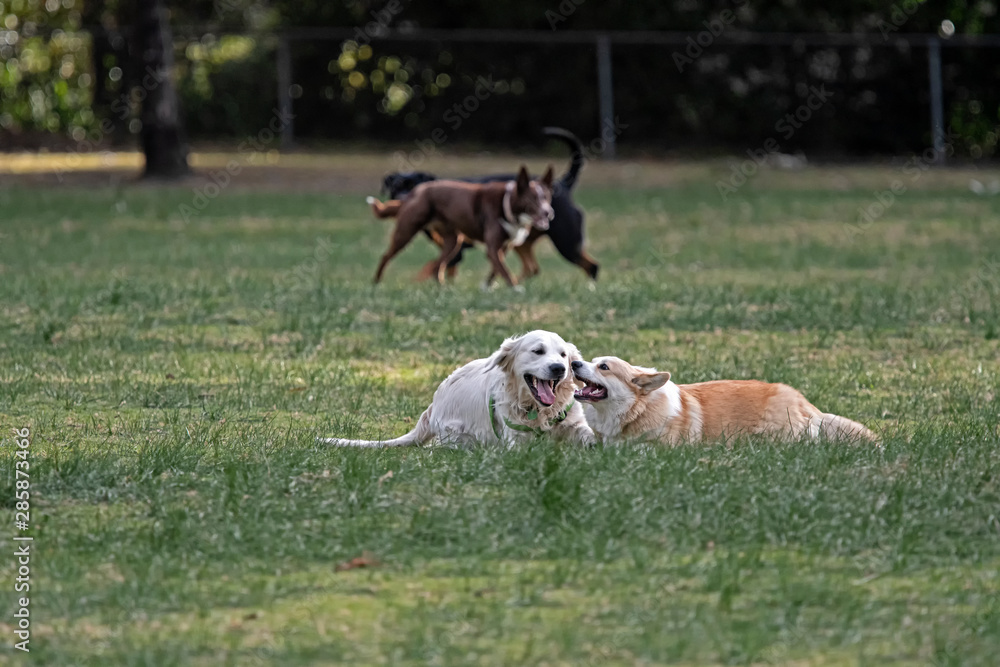 Dogs in the park