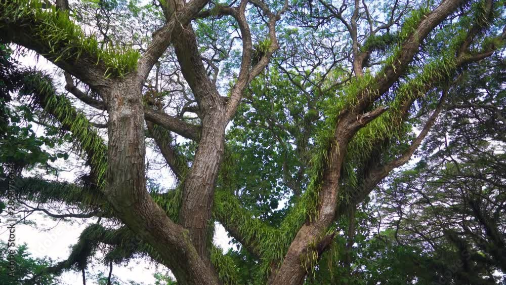 Exotic view of green trees with big branches in De Djawatan forest at Banyuwangi, East Java, Indonesia. Shot in 4k resolution Exotic view of green trees with big branches in De Djawatan forest at Banyuwangi, East Java, Indonesia. Shot in 4k resolution
