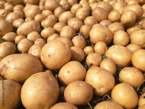 utdoors row potato nature cultivated diet