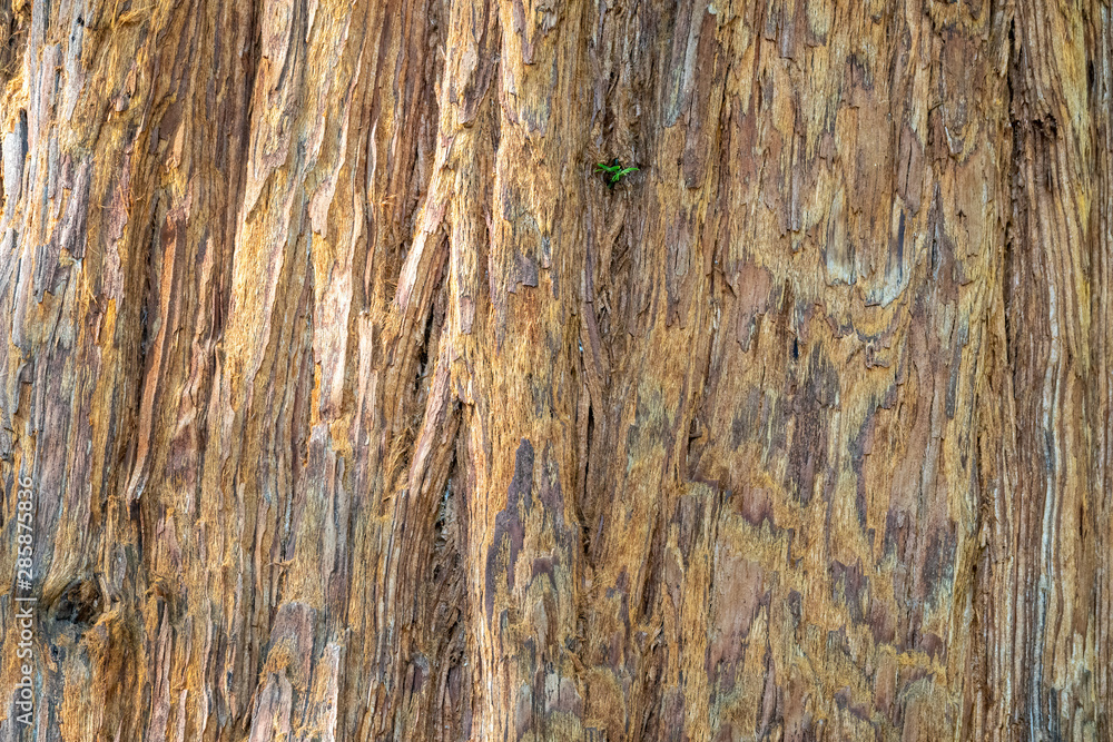 Obraz premium Close Up of Redwood Bark. Seamless tree bark background. Sequoia sempervirens, coast redwood, California redwood.