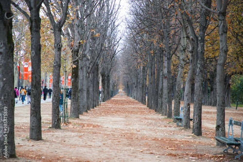 Trees in attention to welcome visitors to Paris