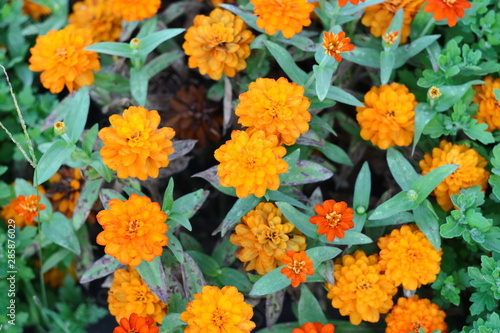 Marigolds (Tagetes erecta, Mexican marigold, Aztec marigold, African marigold) © Sanja