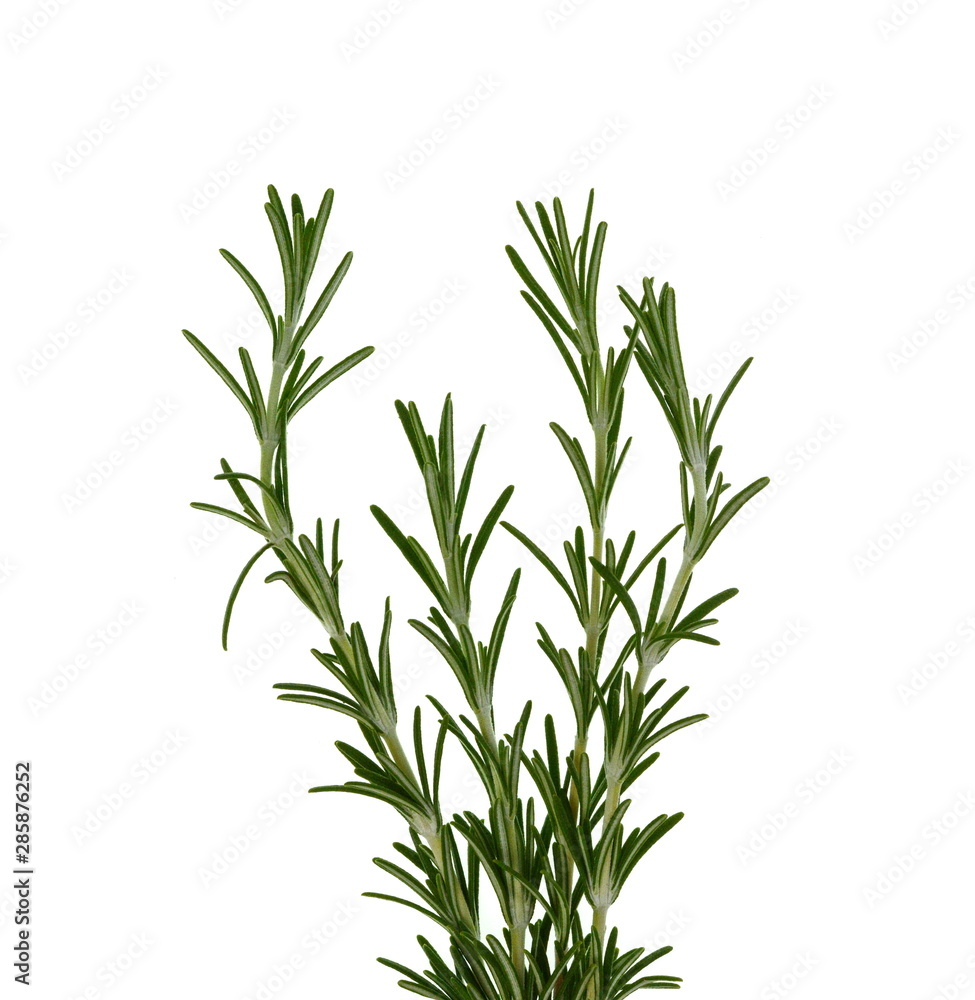 Fototapeta premium gałązka rozmarynu na białym tle.