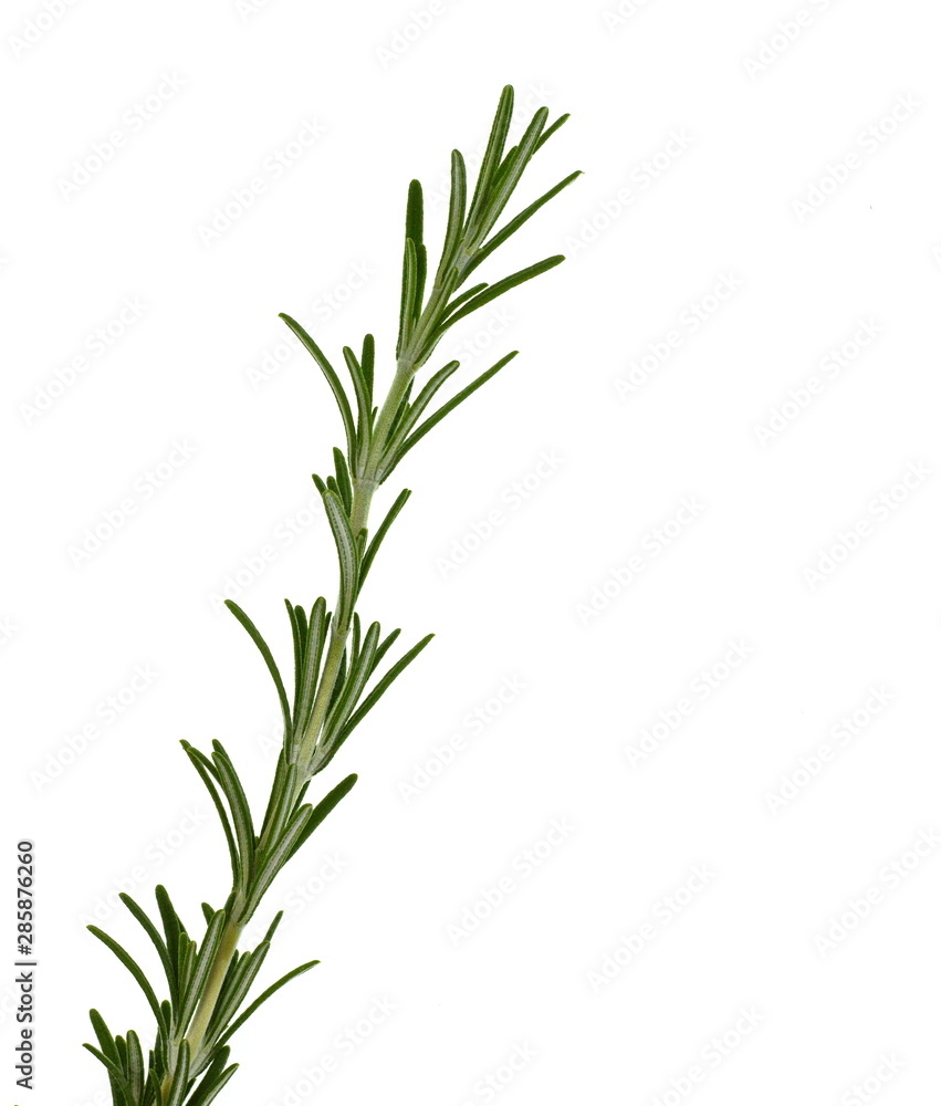 Fototapeta premium rosemary twig isolated on white background.
