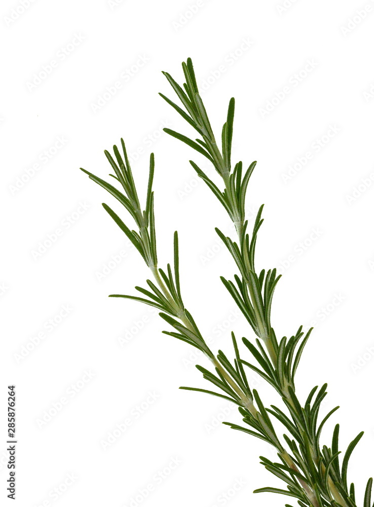 rosemary twig isolated on white background. rosemary twig isolated on white background.