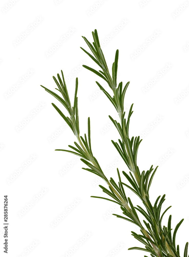 rosemary twig isolated on white background.