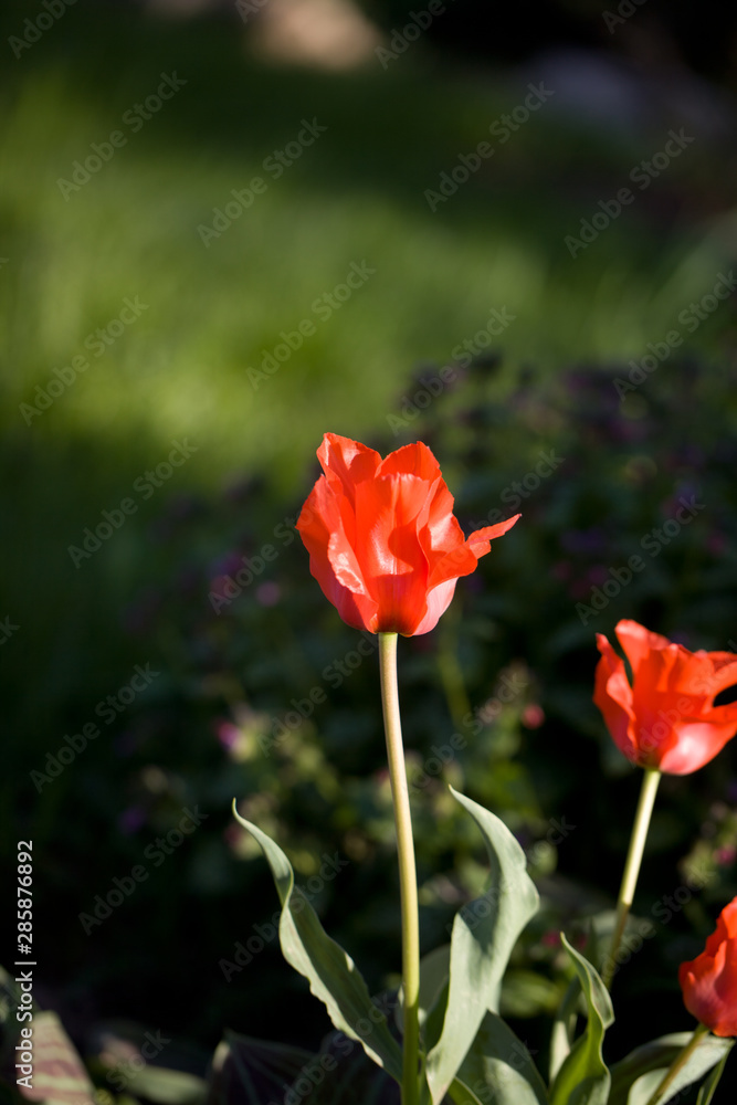 Tulip on natural blurred background. delicate tulip flower with petals and bright green leaves. Tulip on natural blurred background. delicate tulip flower with petals and bright green leaves.