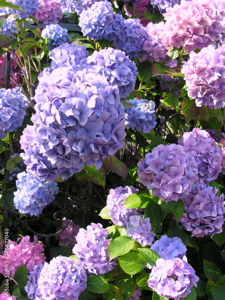pink and lila flowers of hydrangea plant close up pink and lila flowers of hydrangea plant close up
