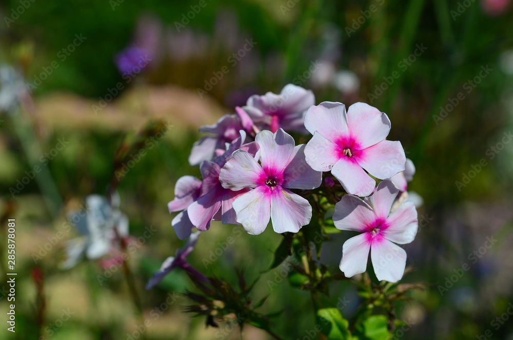 Blumen Blumen