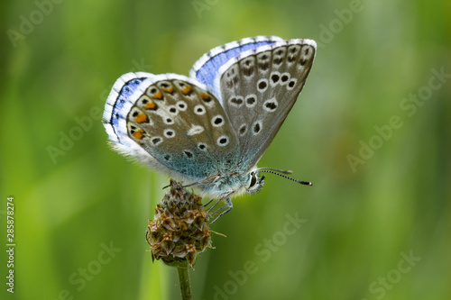 Fototapeta Naklejka Na Ścianę i Meble -  close up of a butterfly on a mountain meadow at summer in the alps; 