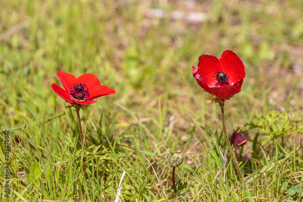 Obraz premium Pair of bright red anemones on a glade