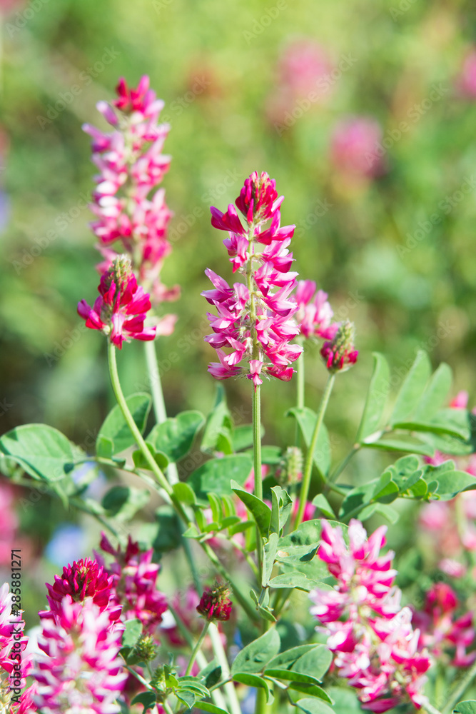 pink flowers of Sulla with which an excellent honey is produced in Sicily, Italy pink flowers of Sulla with which an excellent honey is produced in Sicily, Italy