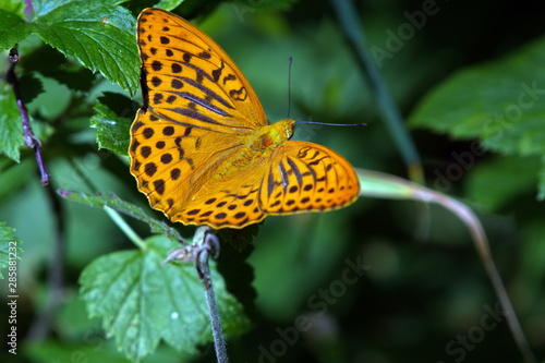 Orange butterfly on flower - Monarch.Macro close up.
