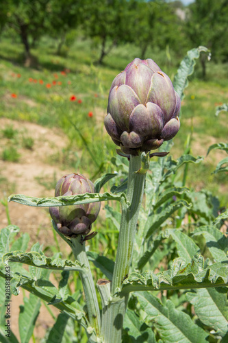 Fresh artichokes in garden, Vegetables for a healthy diet. Horticulture in Sicily, Italy