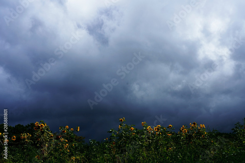 嵐を迎える雨雲がヒマワリ畑の上に
