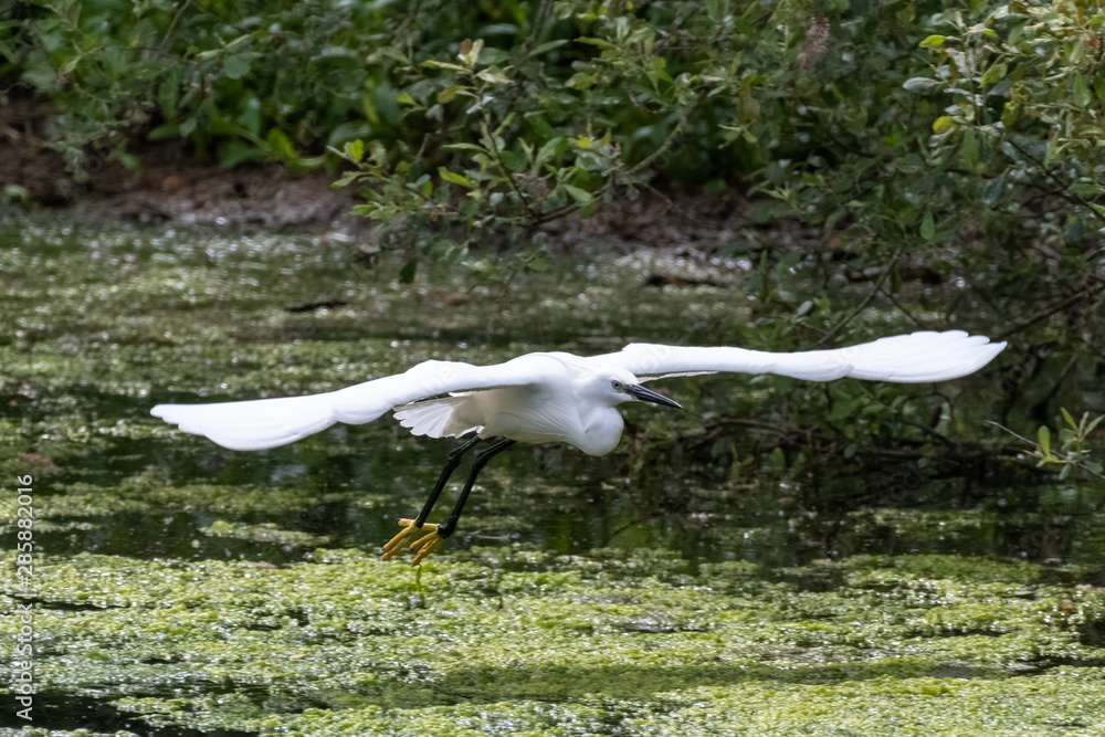 Little egret (Egretta garzetta)