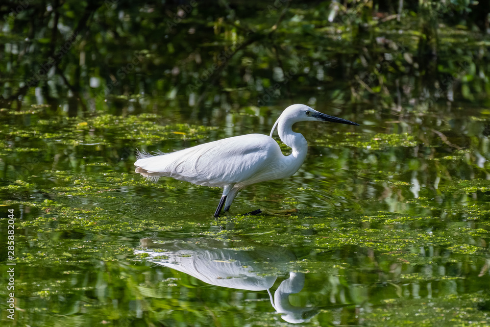 Little egret (Egretta garzetta) Little egret (Egretta garzetta)