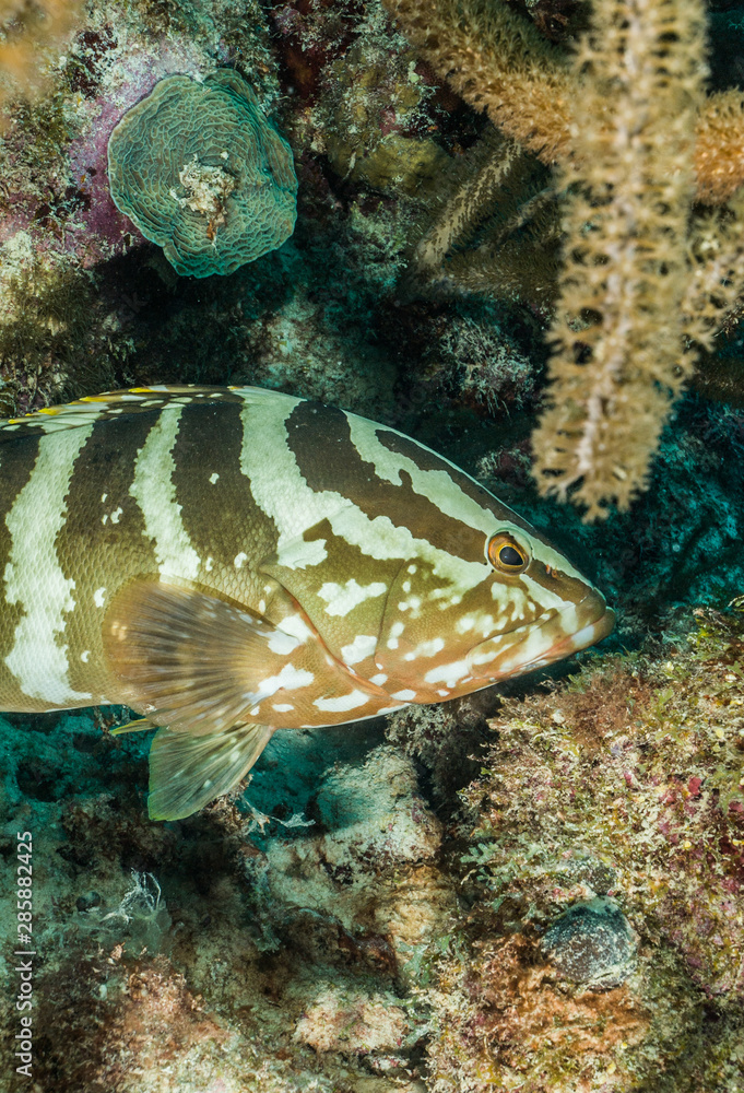 Curious Nassau grouper Curious Nassau grouper