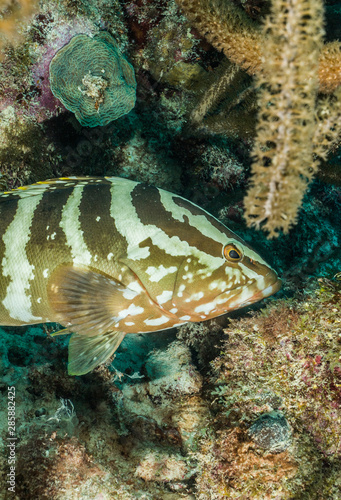 Curious Nassau grouper