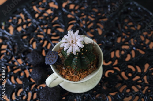 exotic Cactus in a cute white pot flower blooming. selective focus on the flower.  decoration plant in a garden. water moisture droplets on desert plant.