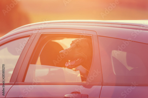 Fototapeta Naklejka Na Ścianę i Meble -  Rhodesian ridgeback dog waiting alone in the car. 