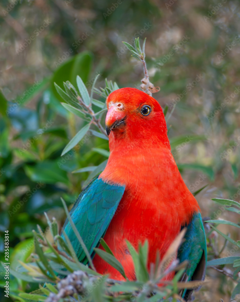 Australian parrot Stock Photo | Adobe Stock