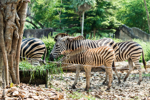 Zebra in the zoo. In the park in nature. Zoo animals concept.