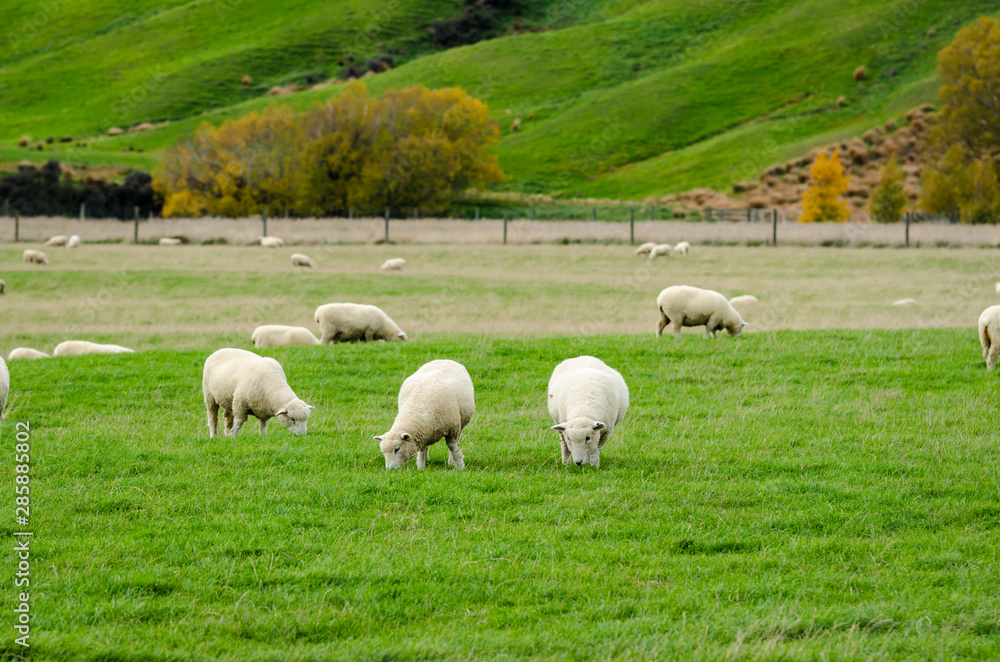 Sheep in green grass field and mountain with sky background in rural of new zealand Sheep in green grass field and mountain with sky background in rural of new zealand