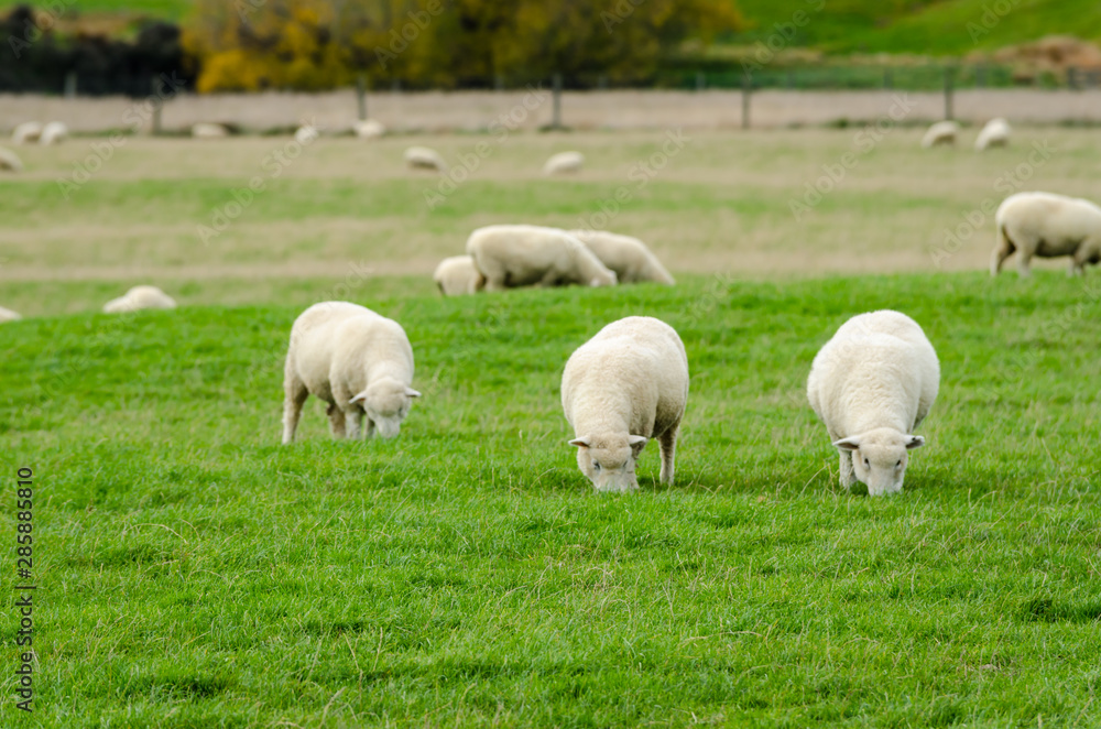 Sheep in green grass field and mountain with sky background in rural of new zealand Sheep in green grass field and mountain with sky background in rural of new zealand
