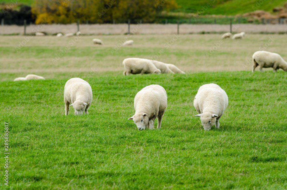 Sheep in green grass field and mountain with sky background in rural of new zealand