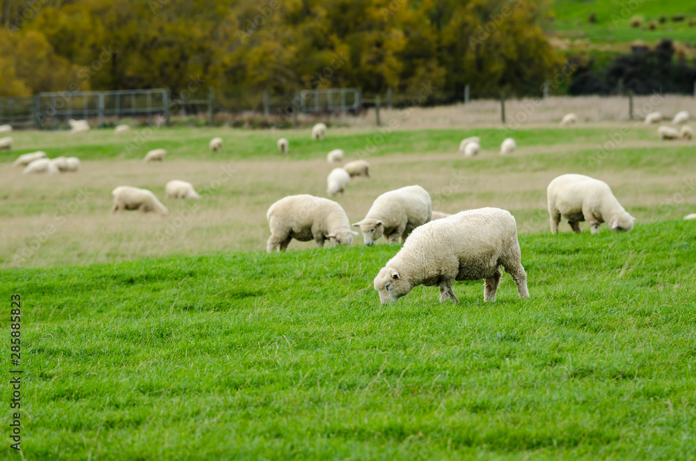 Sheep in green grass field and mountain with sky background in rural of new zealand Sheep in green grass field and mountain with sky background in rural of new zealand
