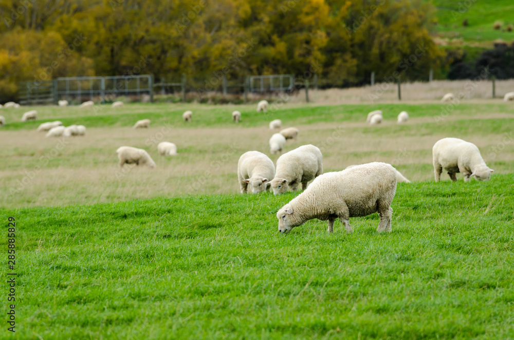 Sheep in green grass field and mountain with sky background in rural of new zealand Sheep in green grass field and mountain with sky background in rural of new zealand