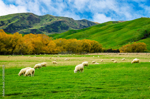 Fototapeta Naklejka Na Ścianę i Meble -  Sheep in green grass field and mountain with sky background in rural of new zealand