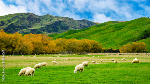 Sheep in green grass field and mountain with sky background in rural of new zealand