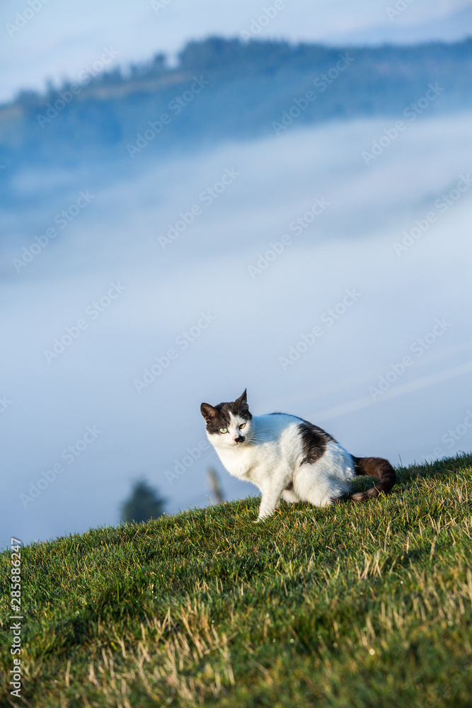 Cat in the Green Grass in Summer. Close up photo from a cute domestic cat playing outdoor