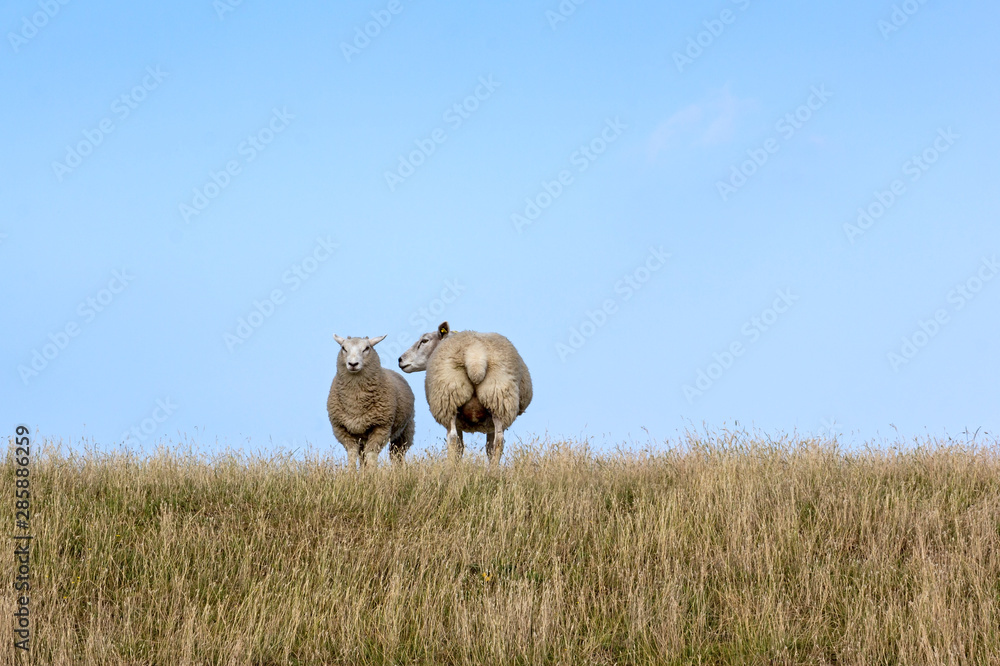 Obraz premium Sheeps at the meadow