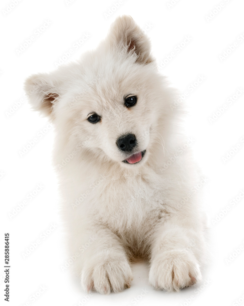 custom made wallpaper toronto digitalpuppy samoyed dog in studio