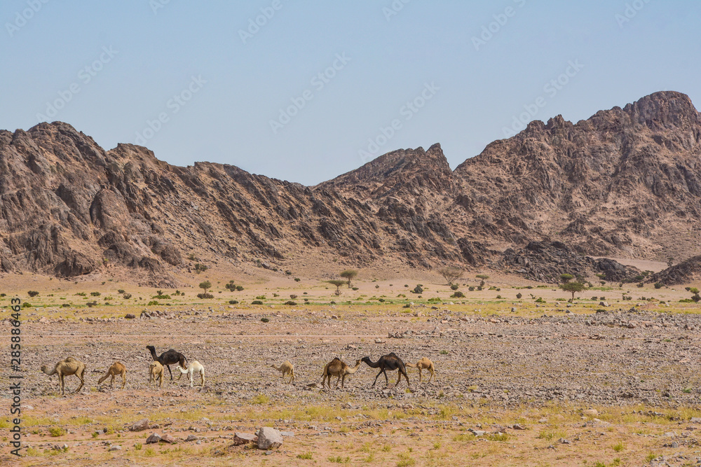 Camels trip in desert Between the mountains, Camels in the background of the mountain scenery, Saudi Arabia