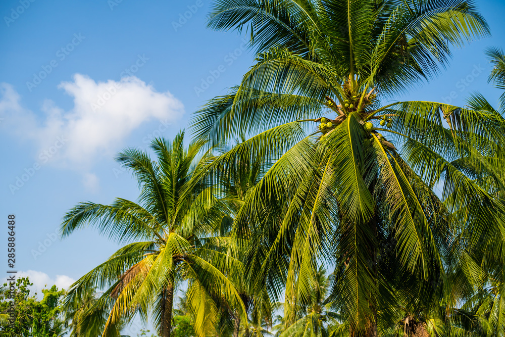 Palm leaves at sky. Palm leaves at sea with the blue sky. Palm leaves at sky. Palm leaves at sea with the blue sky.