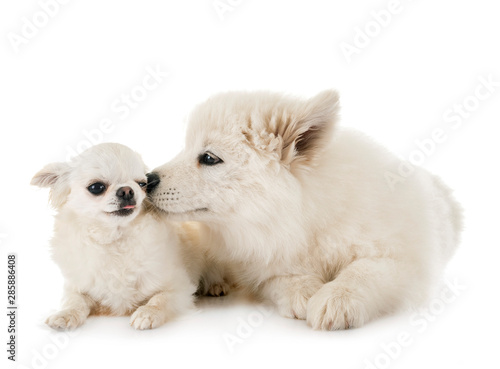 puppy samoyed dog and chihuahua © cynoclub