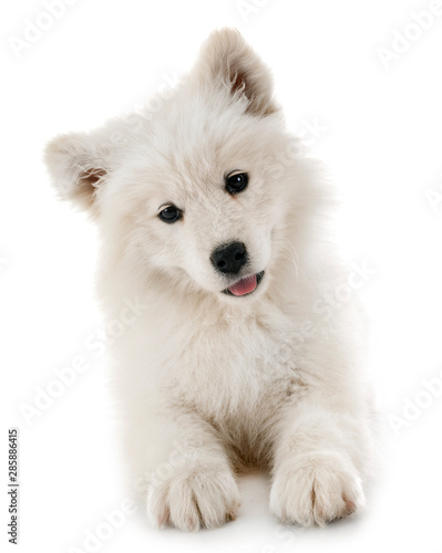 Wallpaper Mural puppy samoyed dog in studio Torontodigital.ca