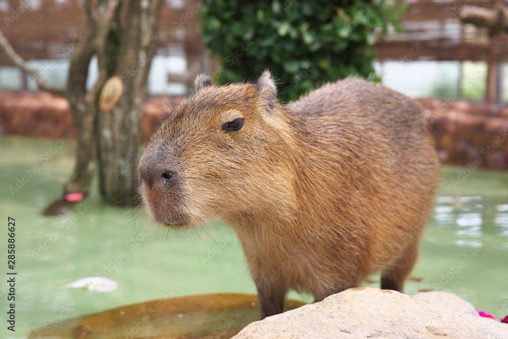 カピパラさん カピパラさん