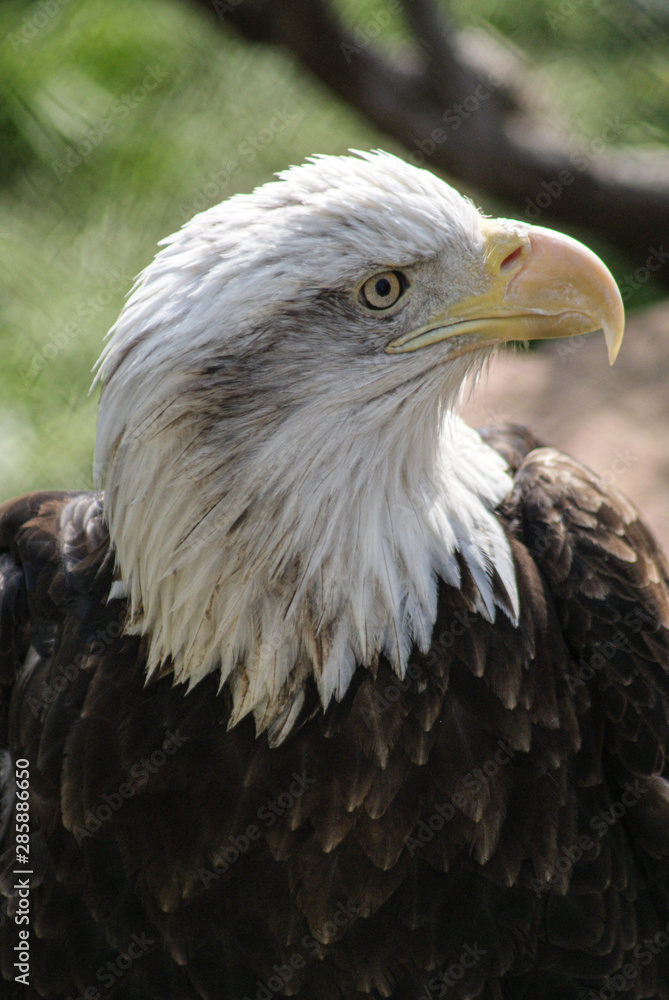 Obraz premium SONY DSC