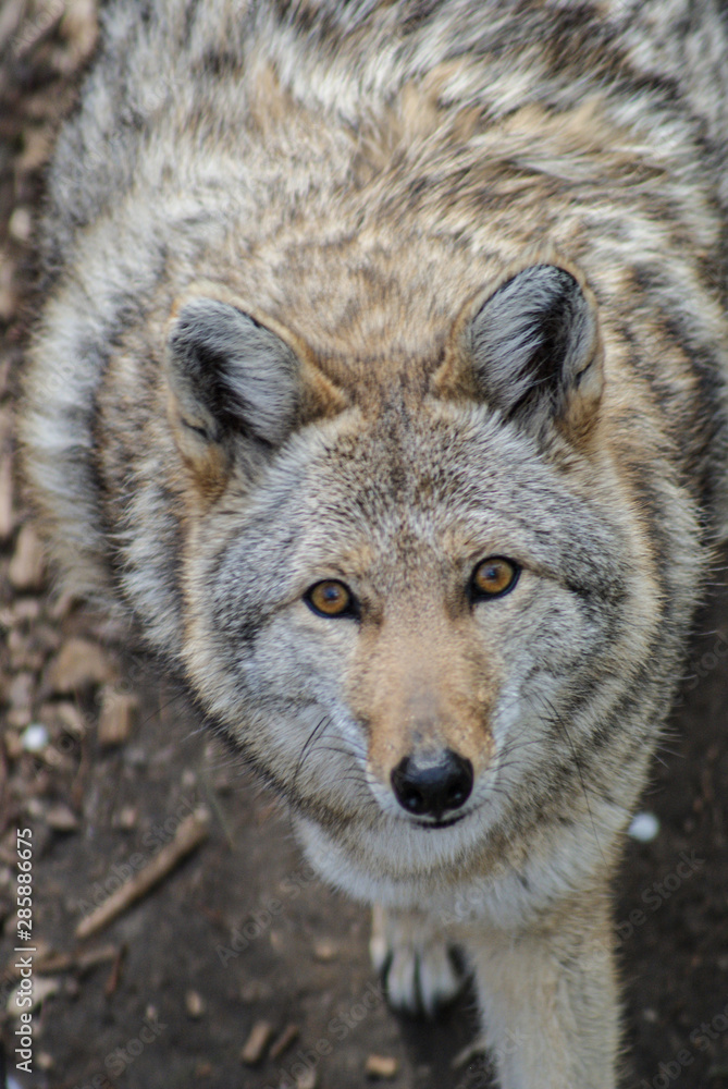 Fototapeta premium SONY DSC